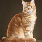 CoonAmor Ruby Tuesday Maine Coon kitten