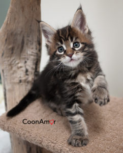 CoonAmor Imagine coonamor maine coon cats