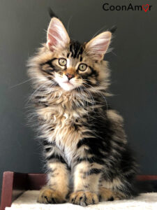 coonamor maine coon cats