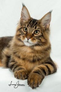 LA BW SGC CoonAmor We Will Rock You