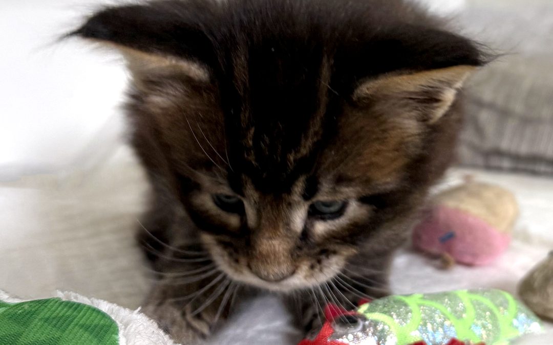 Rock/Zou Bisou Bisou Kittens