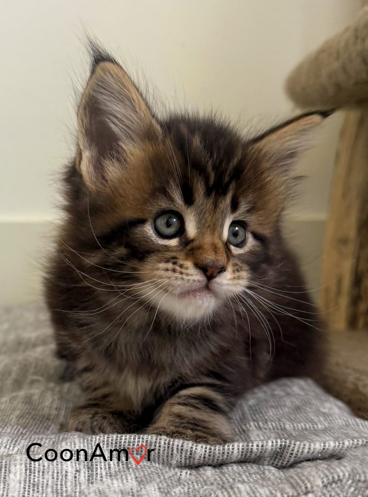 CoonAmor kitten
