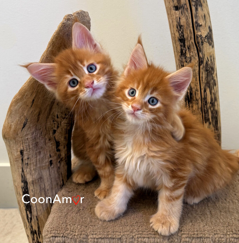 coonamor maine coon cats