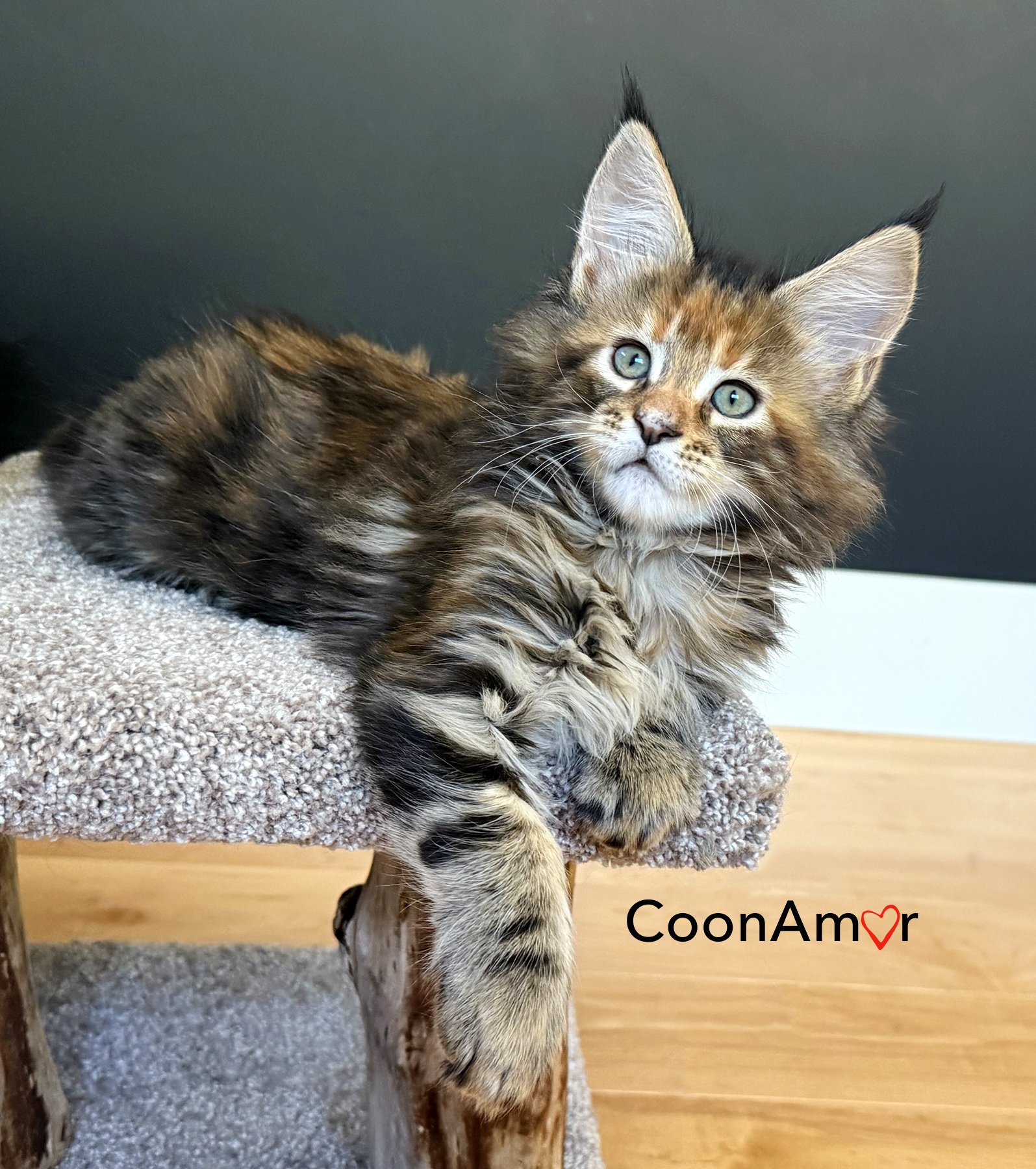 coonamor maine coon cats