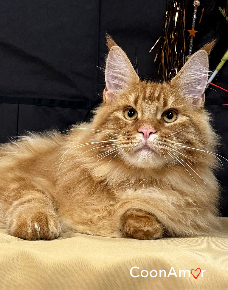 CoonAmor Radio Ga Ga