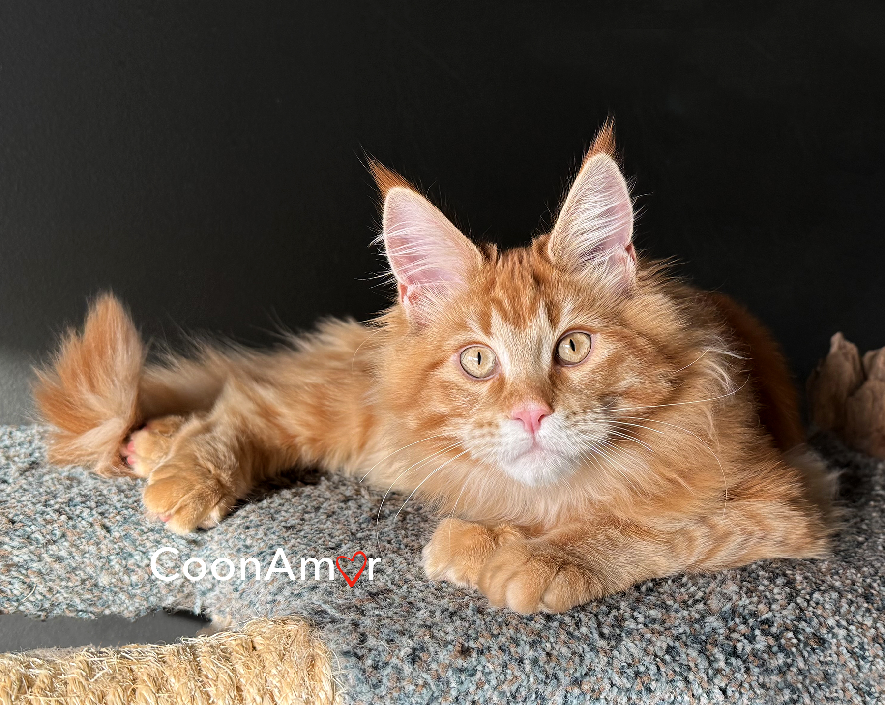 Quizas quizas quizas