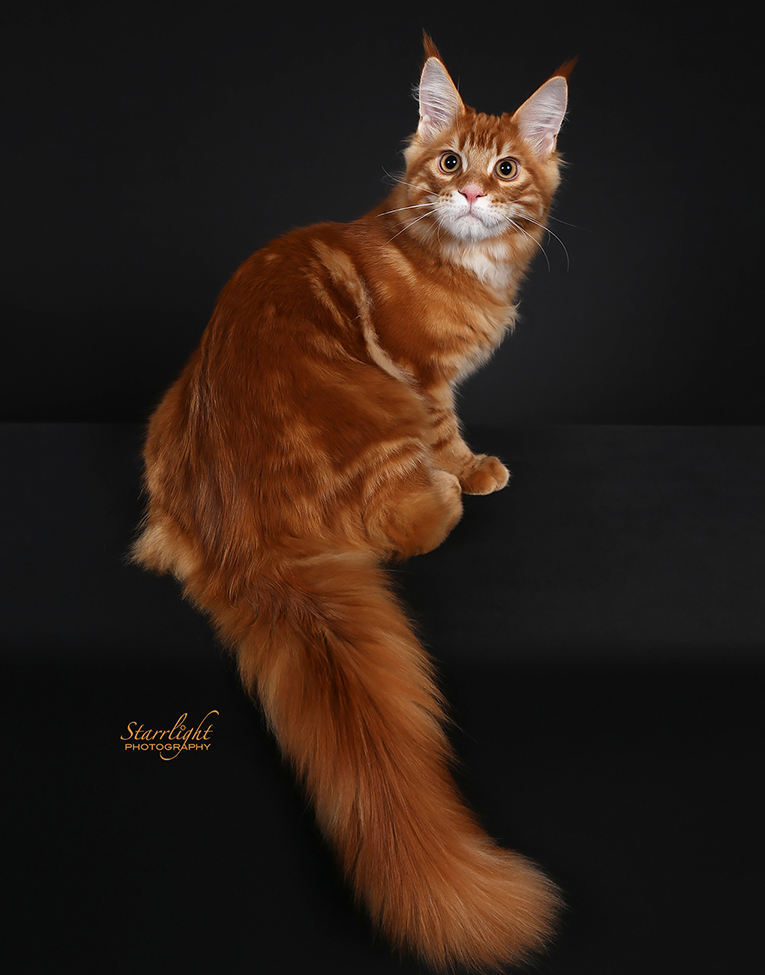 CoonAmor Flashs Theme