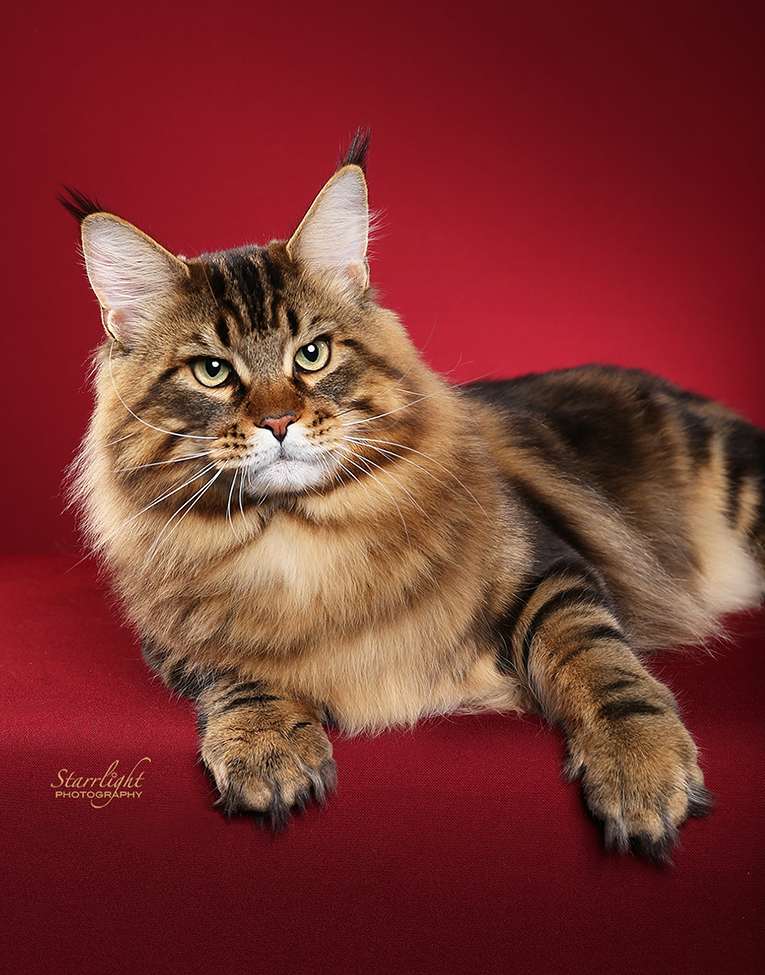 CoonAmor We Will Rock You