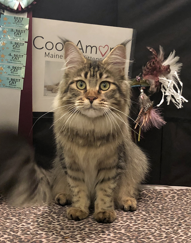 RW SGC CoonAmor Sway CoonAmor Sway