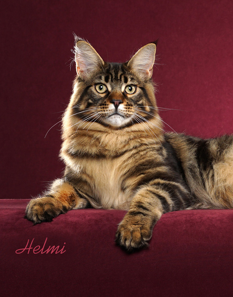 IW BW CoonAmor We Will Rock You