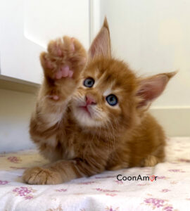 CoonAmor kitten