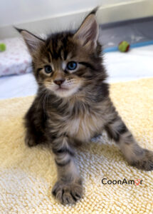 CoonAmor kitten