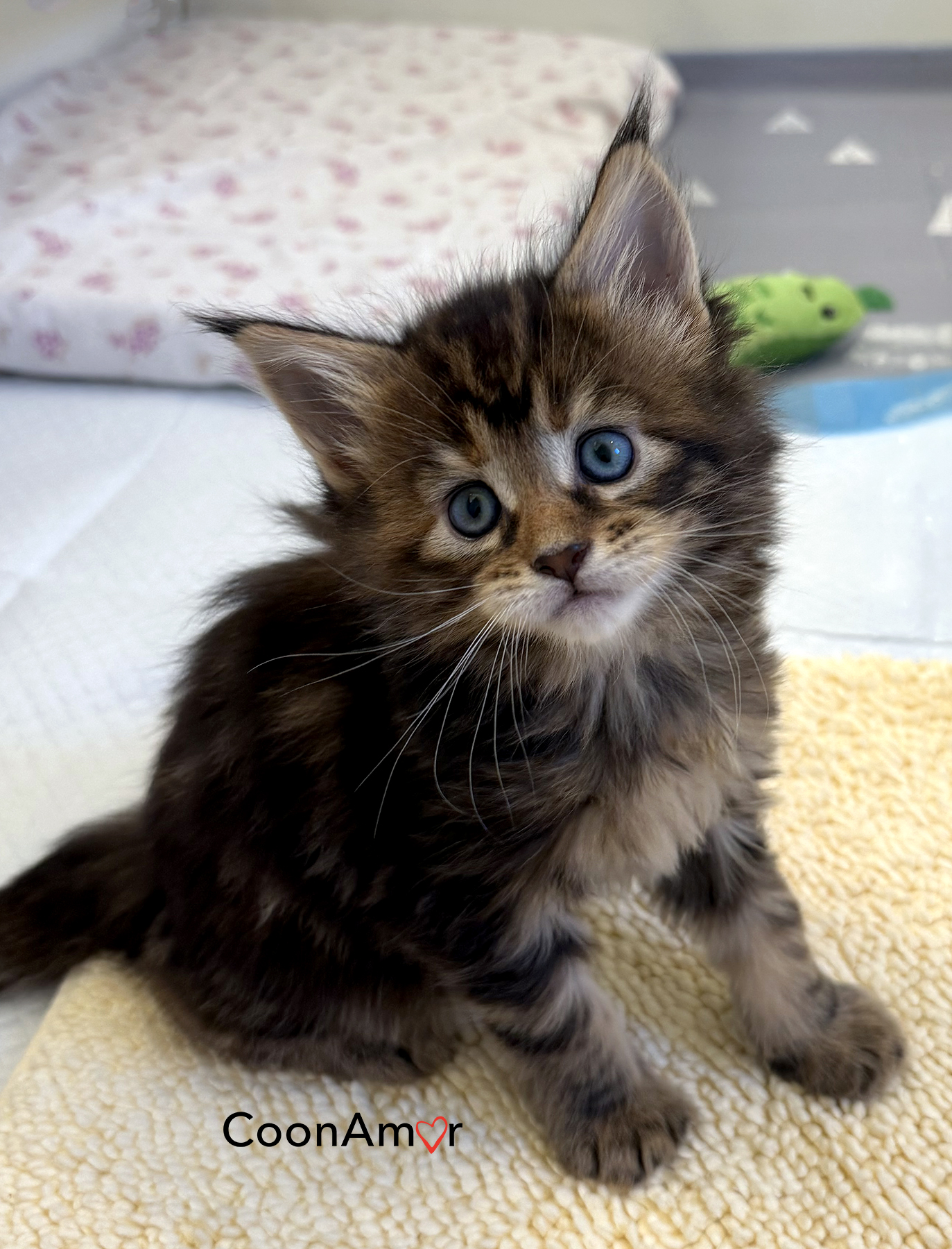 CoonAmor kitten