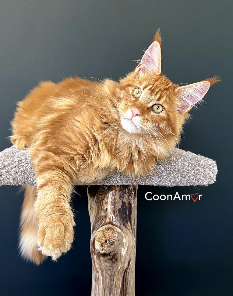CoonAmor Mr Charm